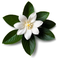 Close up macro photo of white jasmine flower with leaves transparent isolated png