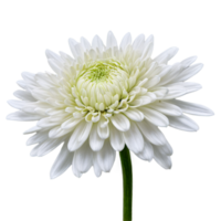 Close up macro photo of a white chrysanthemum flower with stem transparent isolated png