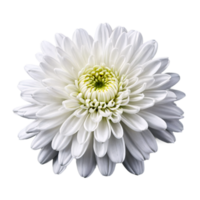 Close up macro photo of a white chrysanthemum flower transparent isolated png