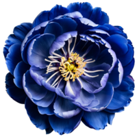 Close up macro photo of blue peony flower transparent isolated png