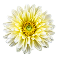 Close up macro photo of a white yellow chrysanthemum flower transparent isolated png