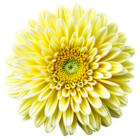 Close up macro photo of a yellow chrysanthemum flower transparent isolated png