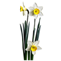 Close up photo of white yellow narcissus daffodil flower with stem and leaves transparent isolated png