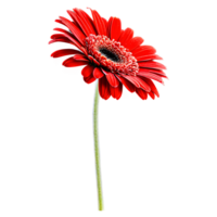 Close up macro photo of red gerbera flower with stem transparent isolated png