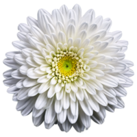 Close up macro photo of a white chrysanthemum flower transparent isolated png