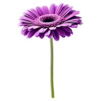 Close up macro photo of violet gerbera flower with stem transparent isolated png