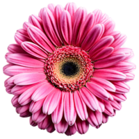 proche en haut macro photo de rose gerbera fleur transparent isolé png