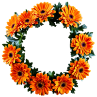 Ring shaped orange chrysanthemum flowers with leaves transparent isolated png