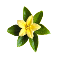 Close up macro photo of yellow jasmine flower with leaves transparent isolated png