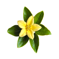 proche en haut macro photo de Jaune jasmin fleur avec feuilles transparent isolé png