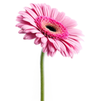 Close up macro photo of pink gerbera flower with stem transparent isolated png