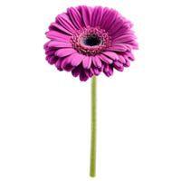 Close up macro photo of violet gerbera flower with stem transparent isolated png