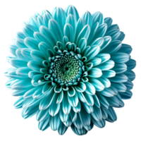 Close up macro photo of a blue turquoise chrysanthemum flower transparent isolated png