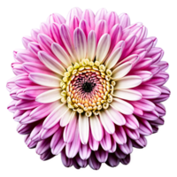 Close up macro photo of a pink chrysanthemum flower transparent isolated png