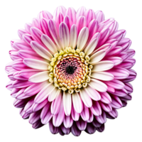 schließen oben Makro Foto von ein Rosa Chrysantheme Blume transparent isoliert png