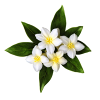 Close up macro photo of white jasmine flower with leaves transparent isolated png