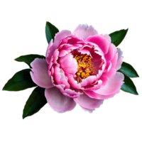 Close up macro photo of pink peony flower with leaves transparent isolated png