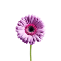 Close up macro photo of violet gerbera flower with stem transparent isolated png