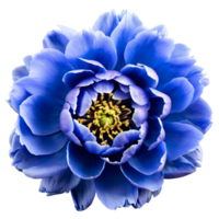 Close up macro photo of blue peony flower transparent isolated png