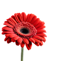 Close up macro photo of red gerbera flower with stem transparent isolated png