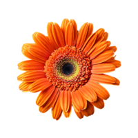 Close up macro photo of an orange gerbera flower transparent isolated png