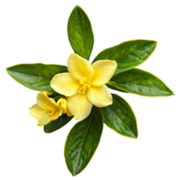 Close up macro photo of yellow jasmine flower with leaves transparent isolated png