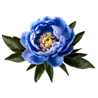 Close up macro photo of blue peony flower with leaves transparent isolated png