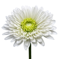 Close up macro photo of a white chrysanthemum flower with stem transparent isolated png