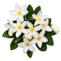 Close up macro photo of white jasmine flower with leaves transparent isolated png