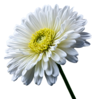 Close up macro photo of a white chrysanthemum flower with stem transparent isolated png