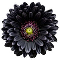Close up macro photo of a dark black chrysanthemum flower transparent isolated png
