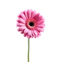 Close up macro photo of pink gerbera flower with stem transparent isolated png