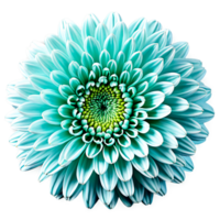 Close up macro photo of a blue turquoise chrysanthemum flower transparent isolated png