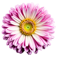 Close up macro photo of a pink chrysanthemum flower transparent isolated png