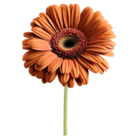 Close up macro photo of a brown gerbera flower with stem transparent isolated png