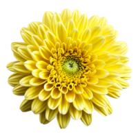 Close up macro photo of a yellow chrysanthemum flower transparent isolated png