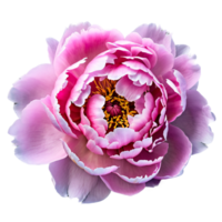 Close up macro photo of pink peony flower transparent isolated png