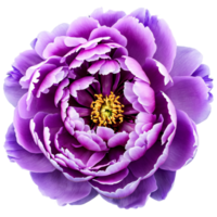 Close up macro photo of purple peony flower transparent isolated png