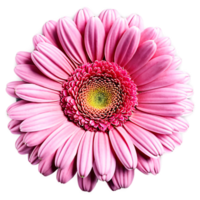 Close up macro photo of pink gerbera flower transparent isolated png