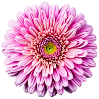 Close up macro photo of a pink chrysanthemum flower transparent isolated png