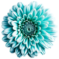 Close up macro photo of a blue turquoise chrysanthemum flower transparent isolated png