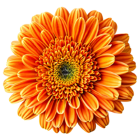 Close up macro photo of an orange chrysanthemum flower transparent isolated png