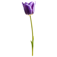 Close up macro photo of purple tulip flower transparent isolated png