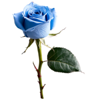 Close up macro photo of blue rose with thorns and leaves transparent isolated png