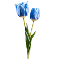 Close up macro photo of blue tulip flower with leaves transparent isolated png