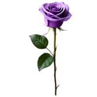 Close up macro photo of purple rose with leaves transparent isolated png