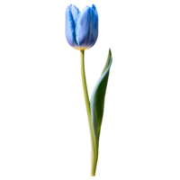 Close up macro photo of blue tulip flower with leaves transparent isolated png