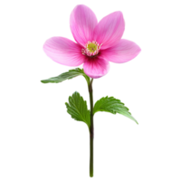 Close up macro photo of pink spring flower with leaves transparent isolated png