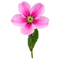 Close up macro photo of pink spring flower with leaves transparent isolated png