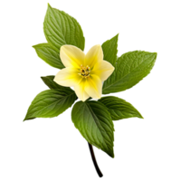 Close up macro photo of yellow spring flower with leaves transparent isolated png